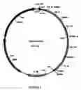 Fig. 05 - Multivalent antibody constructs