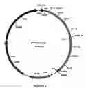 Fig. 06 - Multivalent antibody constructs