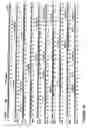 Fig. 09 - Multivalent antibody constructs