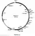 Fig. 14 - Multivalent antibody constructs