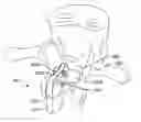 Fig. 01 - Device and method for correcting a spinal deformity