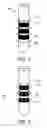 Fig. 04 - ELECTRODE SYSTEM FOR DEEP BRAIN STIMULATION