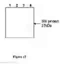 Fig. 22 - Silk proteins