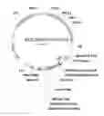 Fig. 01 - Methods and Compositions for Increasing the Nitrogen Storage Capacity of a Plant