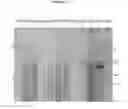 Fig. 12 - Methods and Compositions for Increasing the Nitrogen Storage Capacity of a Plant