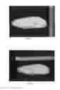 Fig. 04 - Mango tree FP2