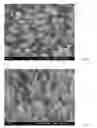 Fig. 09 - Method for preparing nanotubes of piezoelectric material and nanotubes of piezoelectric material obtained thereby