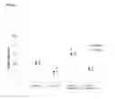 Fig. 07 - METHODS OF QUANTIFYING N2-(1-CARBOXYETHYL)-2'-DEOXY-GUANOSINE (CEdG) AND SYNTHESIS OF OLIGONUCLEOTIDES CONTAINING CEdG
