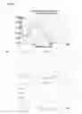 Fig. 09 - METHODS OF QUANTIFYING N2-(1-CARBOXYETHYL)-2'-DEOXY-GUANOSINE (CEdG) AND SYNTHESIS OF OLIGONUCLEOTIDES CONTAINING CEdG