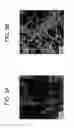 Fig. 05 - CONDUCTIVE FILM AND METHOD FOR MANUFACTURING THE SAME, AND ELECTRONIC APPARATUS AND METHOD FOR MANUFACTURING THE SAME