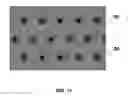 Fig. 12 - III-Nitride Semiconductor Light Emitting Device