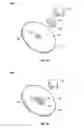 Fig. 02 - Method and system for packaging and mounting surface acoustic wave sensor elements to a flex plate
