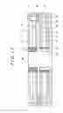 Fig. 12 - Liquid crystal display device