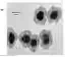 Fig. 01 - NANO-ANTENNA ENHANCED IR UP-CONVERSION MATERIALS