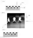 Fig. 03 - GRID POLARIZER