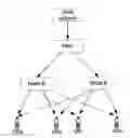 Fig. 01 - Method, system and base station for transmitting MBMS in single frequency network