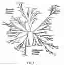 Fig. 02 - METHODS AND COMPOSITIONS USING CHELATOR-ANTIBODY CONJUGATES