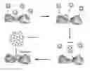 Fig. 01 - Nanoparticle clusters and methods for forming same