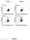 Fig. 03 - ANTI-VPAC1 ANTIBODIES AND THEIR USES