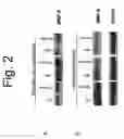 Fig. 03 - METHODS AND COMPOSITIONS FOR TREATMENT OF FIBROSIS