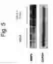 Fig. 06 - METHODS AND COMPOSITIONS FOR TREATMENT OF FIBROSIS