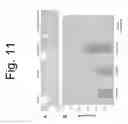 Fig. 12 - METHODS AND COMPOSITIONS FOR TREATMENT OF FIBROSIS