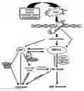 Fig. 01 - Method for preventing and treating cardiovascular diseases with BRCA1