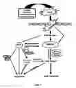 Fig. 02 - Method for preventing and treating cardiovascular diseases with BRCA1