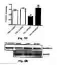 Fig. 05 - Method for preventing and treating cardiovascular diseases with BRCA1
