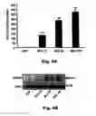 Fig. 06 - Method for preventing and treating cardiovascular diseases with BRCA1