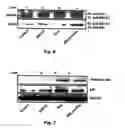 Fig. 13 - Method for preventing and treating cardiovascular diseases with BRCA1
