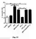 Fig. 17 - Method for preventing and treating cardiovascular diseases with BRCA1