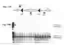 Fig. 18 - Method for preventing and treating cardiovascular diseases with BRCA1