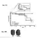 Fig. 25 - Method for preventing and treating cardiovascular diseases with BRCA1