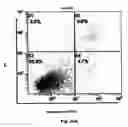 Fig. 35 - Method for preventing and treating cardiovascular diseases with BRCA1