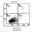 Fig. 37 - Method for preventing and treating cardiovascular diseases with BRCA1