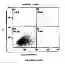 Fig. 38 - Method for preventing and treating cardiovascular diseases with BRCA1