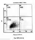 Fig. 42 - Method for preventing and treating cardiovascular diseases with BRCA1