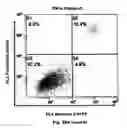 Fig. 54 - Method for preventing and treating cardiovascular diseases with BRCA1
