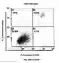 Fig. 56 - Method for preventing and treating cardiovascular diseases with BRCA1