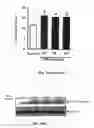 Fig. 57 - Method for preventing and treating cardiovascular diseases with BRCA1