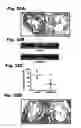 Fig. 60 - Method for preventing and treating cardiovascular diseases with BRCA1