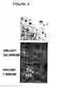 Fig. 07 - CELLULAR COMPOSITIONS AND METHODS OF MAKING AND USING THEM