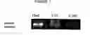 Fig. 08 - CELLULAR COMPOSITIONS AND METHODS OF MAKING AND USING THEM