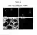 Fig. 16 - CELLULAR COMPOSITIONS AND METHODS OF MAKING AND USING THEM