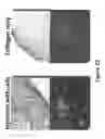 Fig. 20 - Selective cell therapy for the treatment of renal failure