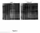 Fig. 06 - CLEAVAGE OF BIP BY SUBTILASE CYTOTOXIN