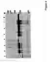 Fig. 10 - CLEAVAGE OF BIP BY SUBTILASE CYTOTOXIN