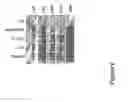 Fig. 12 - PEPTIDE AND USES THEREOF