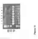 Fig. 16 - PEPTIDE AND USES THEREOF
